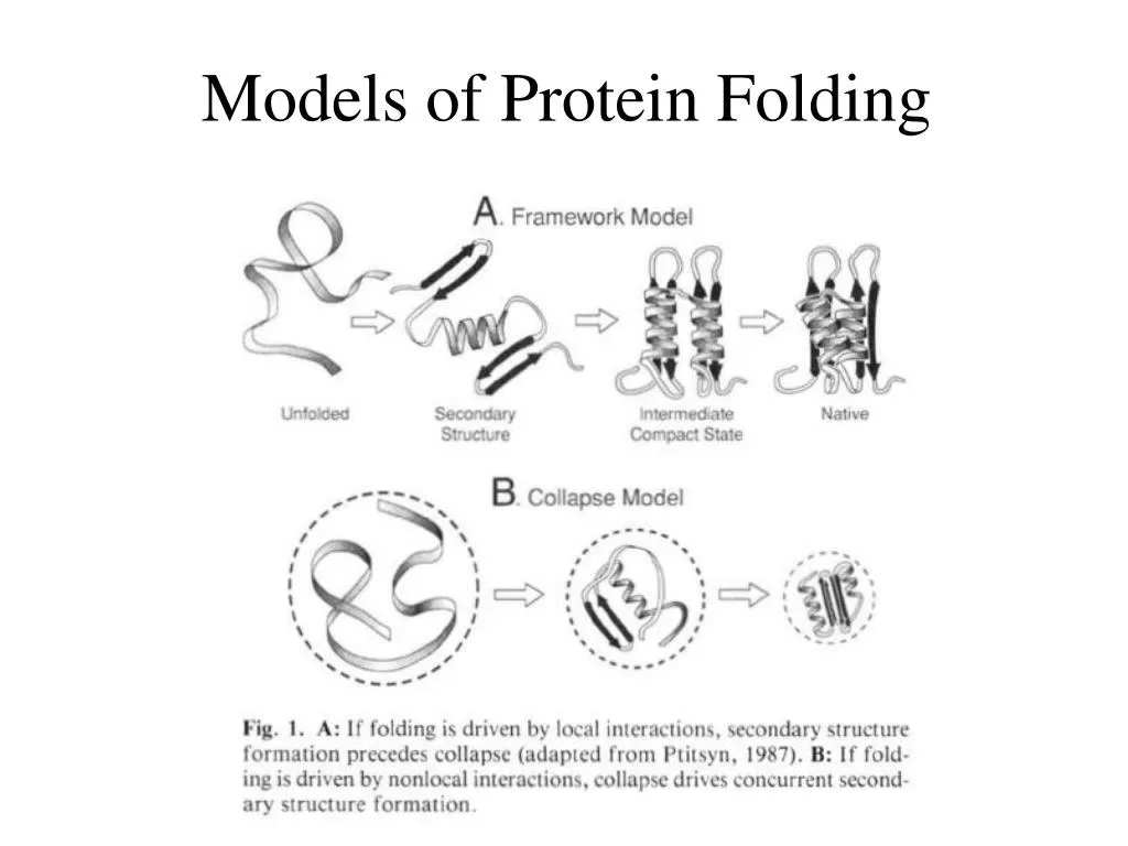 Protein Folding Models: Revolutionizing AI and Drug Design
